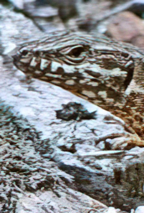 Common Wall Lizard