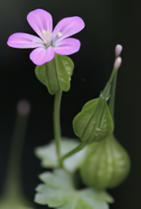 Shining Crane’s-bill