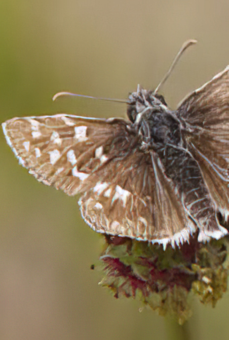 Grizzled Skipper