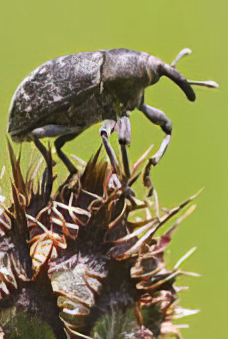 Butterbur Weevil
