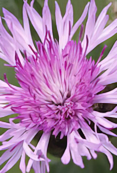 Graeater Knapweed