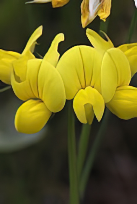 Common Bird’s-foot-trefoil