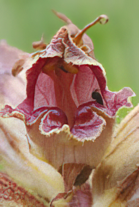 Common Broomrape
