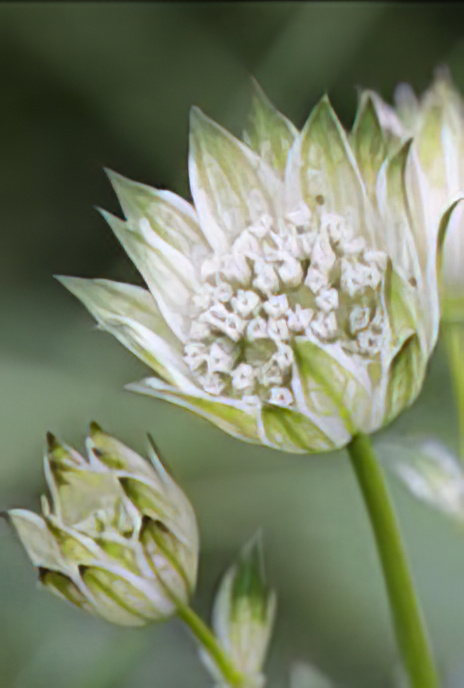Lesser Masterwort