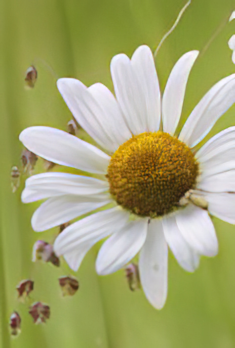 Ox-eye Daisy