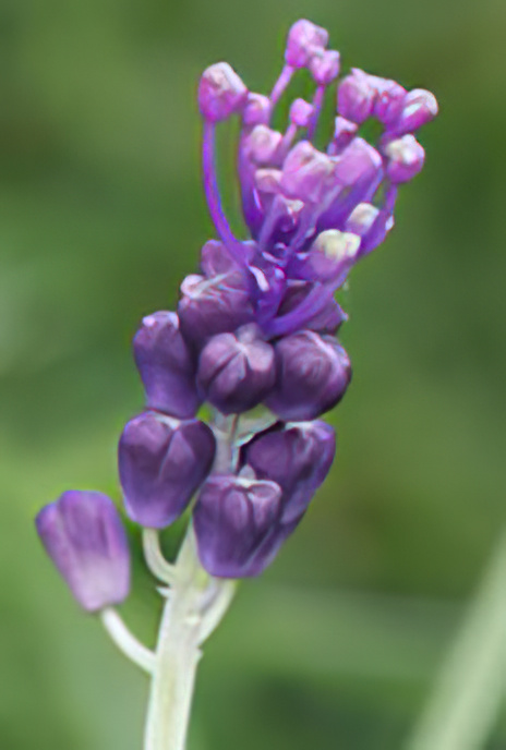 Tassel Hyacinth