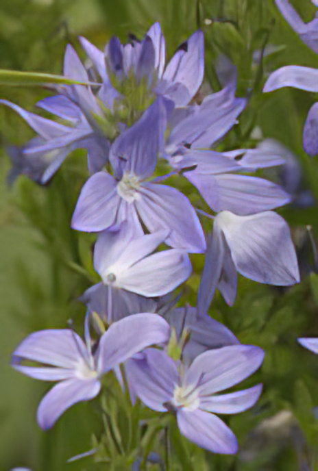 Large Speedwell