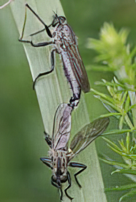 Robber Fly