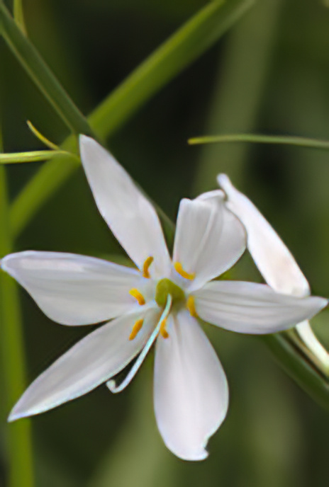 St Bernard”s Lily