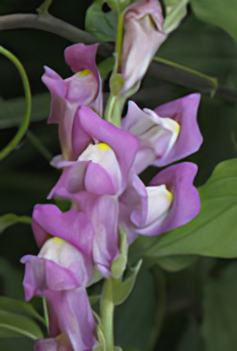 Snapdragon