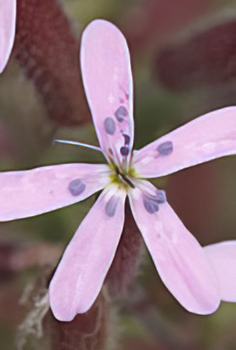 Rock Soapwort or ‘Tumbling Ted’