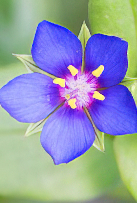 Blue Pimpernel