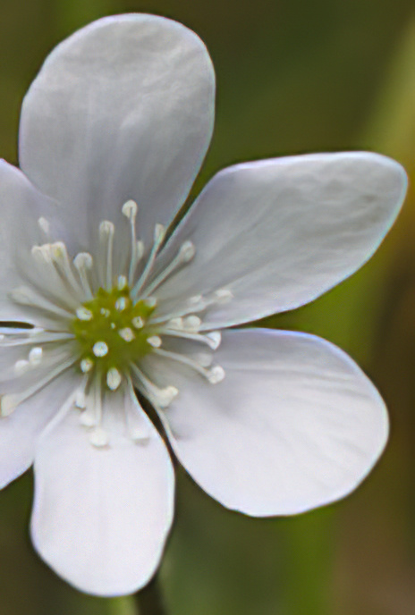 Hepatica