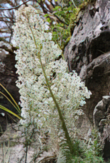 Pyrenean Saxifrage