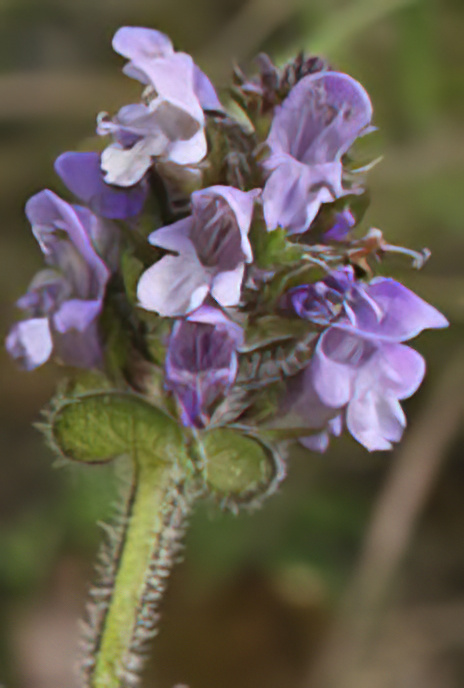 Selfheal