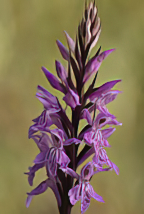 Common Spotted Orchid
