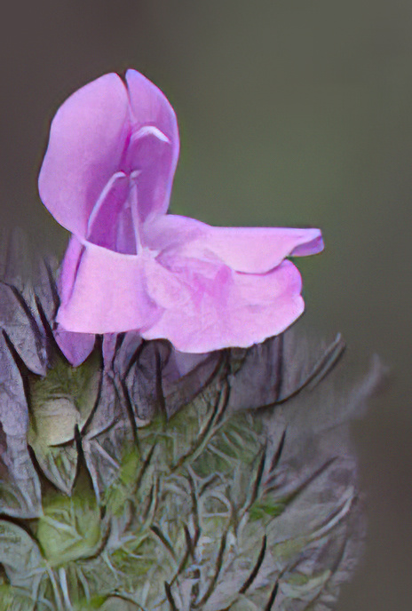 Wild Basil