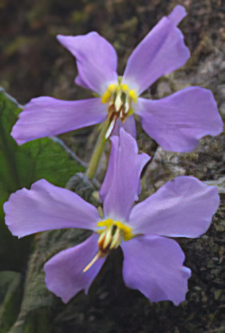 Pyrenean Violet