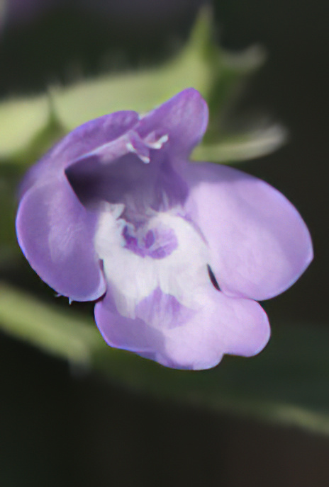 Lesser Calamint