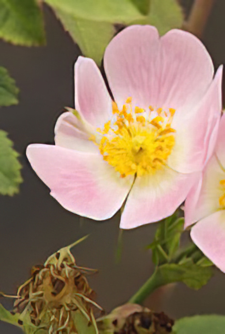 Dog Rose
