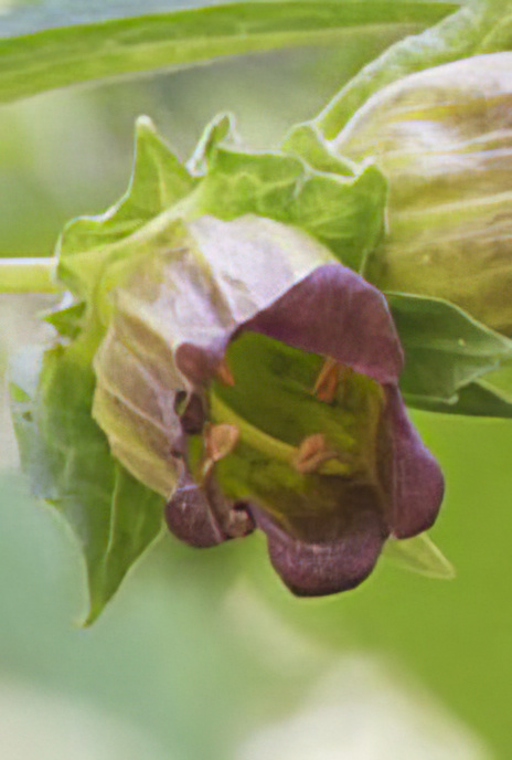 Deadly Nightshade