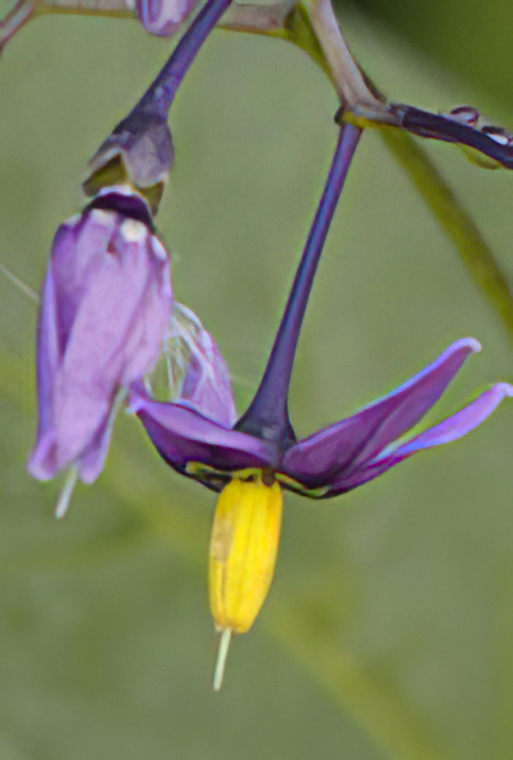 Woody Nightshade