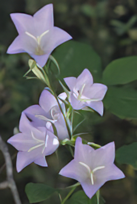 Narrow-leaved Bellflower
