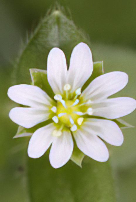 Common Mouse-ear