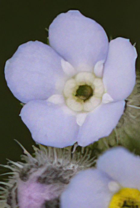 Wood Forget-me-not