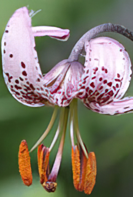 Turk’s cap Lily