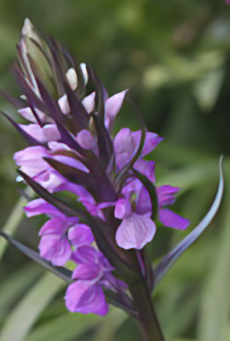 Broad-leaved Marsh Orchid