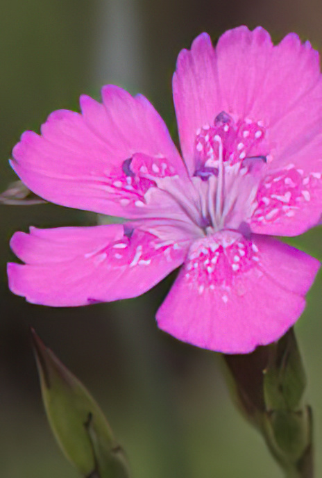Maiden Pink