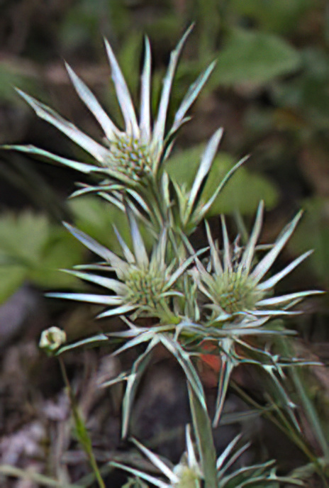 Field Eryngo