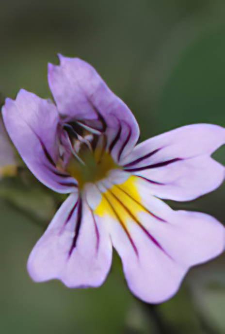 Common Eyebright