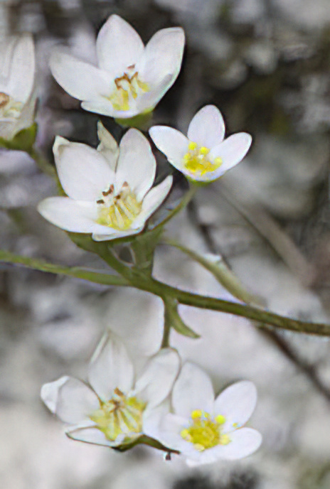 Livelong Saxifrage