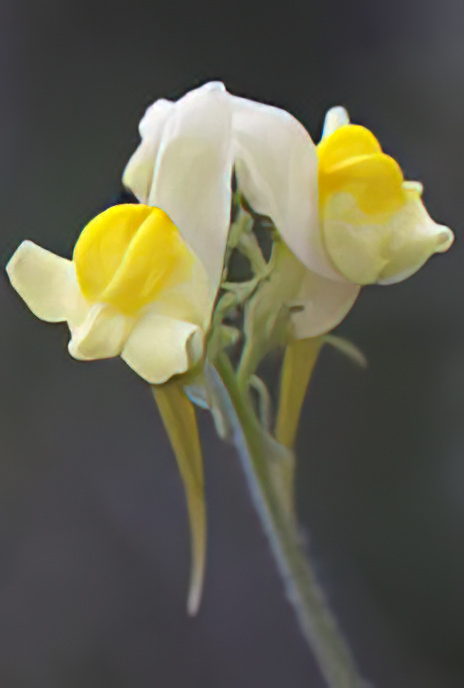Yellow Toadflax