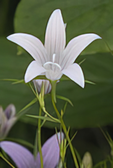Spreading Bell Flower