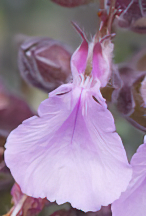 Wall Germander