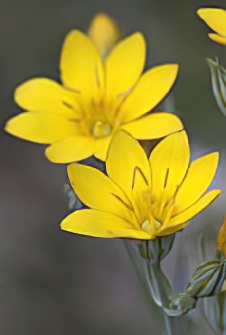 Yellow Wort