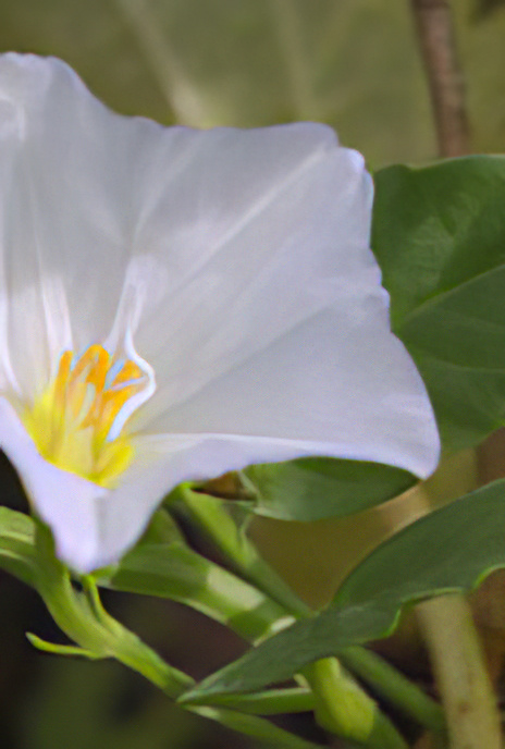 Field Bindweed