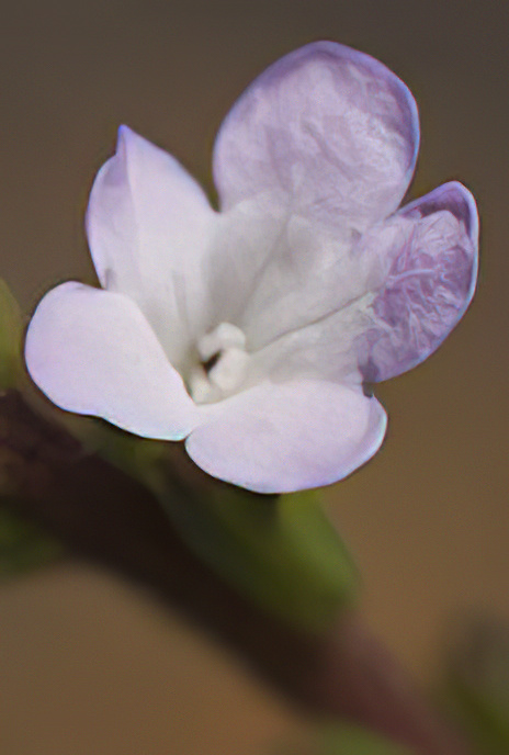 Vervain