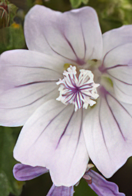 Dwarf Mallow
