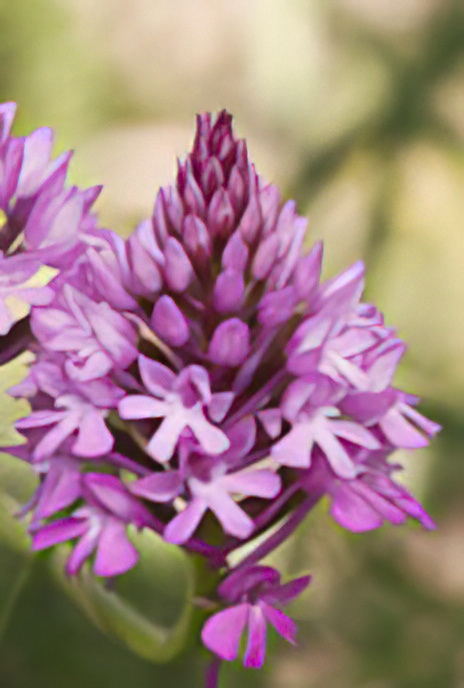Pyramidal Orchid