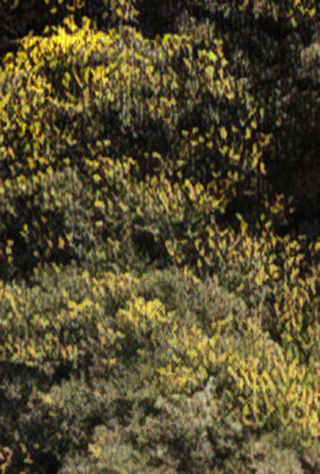 Western Gorse