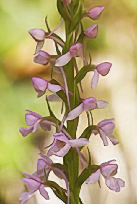 Fragrant Orchid
