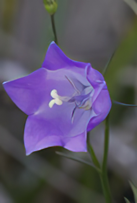 Narrow-leaved Bellflower