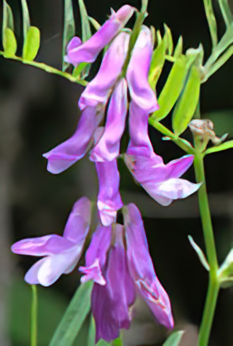 Tufted Vetch