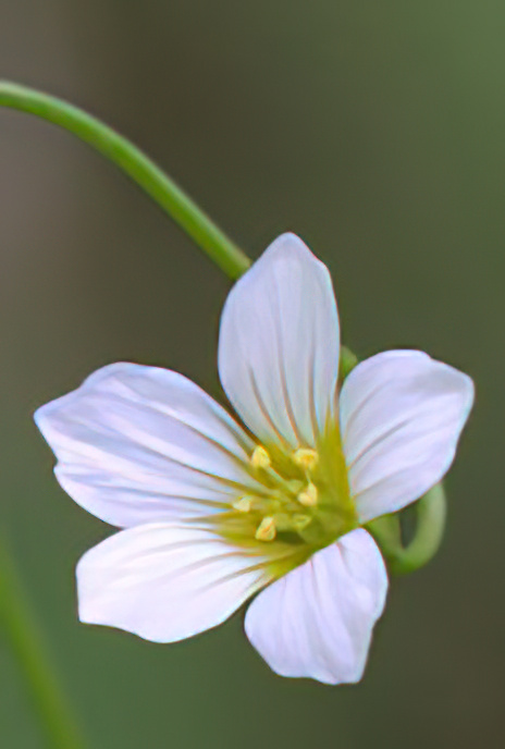 Fairy Flax