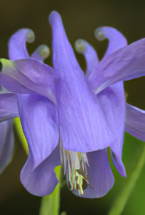 Columbine