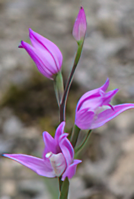 Red Helleborine